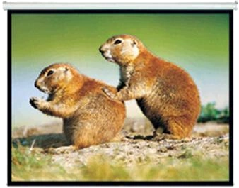 Brateck 150" 4:3 Pull Down Projector Screen Matte – Proj Screens | ACP Online